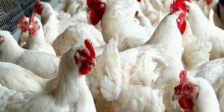 أسعار الفراخ الساسو والبلدي اليوم الخميس 13 نوفمبر في الأسواق والمزارع - الفجر سبورت