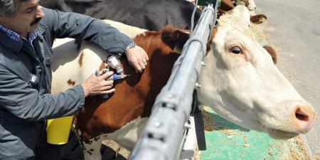 حقيقة العلاقة بين الفيروس الجديد والحمى القلاعية.. نقيب الفلاحين يكشف التفاصيل - الفجر سبورت