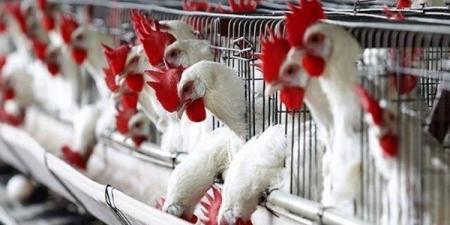 تراجع جديد بأسعار الدواجن اليوم .. ومفاجأة في ثمن البيض - الفجر سبورت