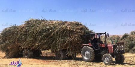 بعد تحرك البرلمان.. ضوابط التخلص من المخلفات الزراعية وعقوبات رادعة للمخالفين - الفجر سبورت