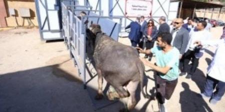 التنمية المحلية: لدينا أول مجزر متنقل يعمل بطاقة 100 رأس ماشية في اليوم - الفجر سبورت