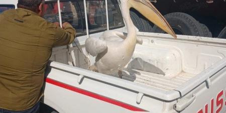 البيئة تشن حملة موسعة لحصر وجمع طيور البجع بطريق السخنة - الفجر سبورت