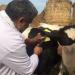تنتقل بسهولة عبر الهواء.. «الخدمات البيطرية»: مصر مُحاطة بدول تعاني من الحمى القلاعية|فيديو - الفجر سبورت