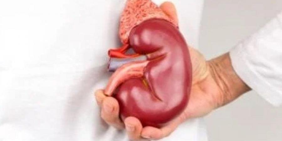 اختراق طبي جديد.. كلى عالمية قابلة للزرع في أي مريض - الفجر سبورت