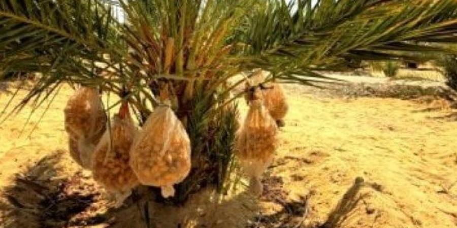 الانتهاء من زراعة 5 ملايين شجرة نخيل نهاية العام الجاري بالوادي الجديد - الفجر سبورت