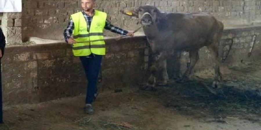 3918 رأس ماشية للأسر الأكثر احتياجًا بأسوان ضمن مبادرة التضامن والأورمان لدعم سبل المعيشة - الفجر سبورت