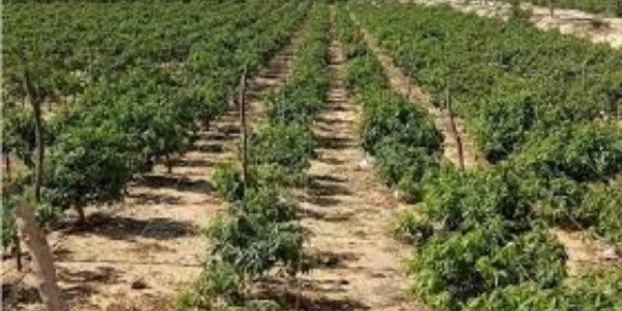 خطر يهدد الحياة.. كيف تواجه النباتات تغير المناخ؟ - الفجر سبورت