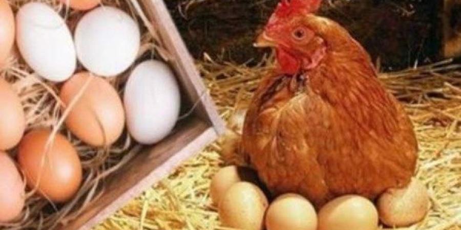 تراجع أسعار الدواجن والبانيه اليوم.. وهذا ثمن البيض - الفجر سبورت