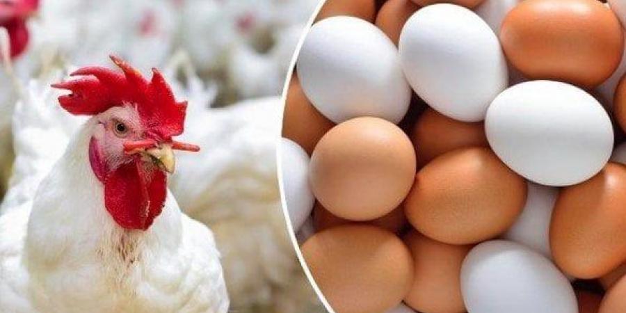 الفراخ البيضاء بكام؟.. أسعار الدواجن والبيض اليوم الأحد 16 نوفمبر 2025 - الفجر سبورت