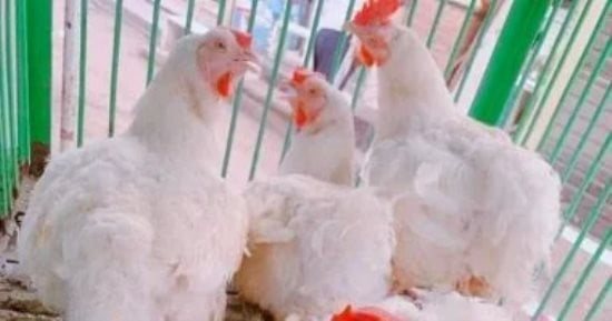 سعر كيلو الفراخ اليوم الاثنين 5-10-2026 بالقليوبية.. البيضا بـ80 جنيها