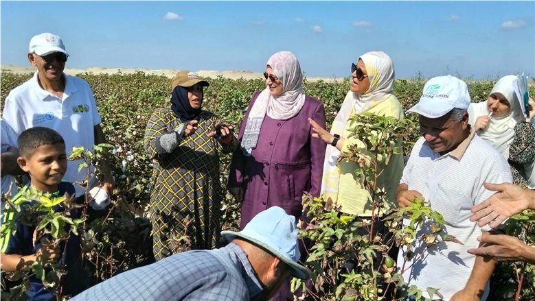 عودة: توفير المبيدات لمحصول القطن وحشائش الأرز تحت إشراف وزارة الزراعة