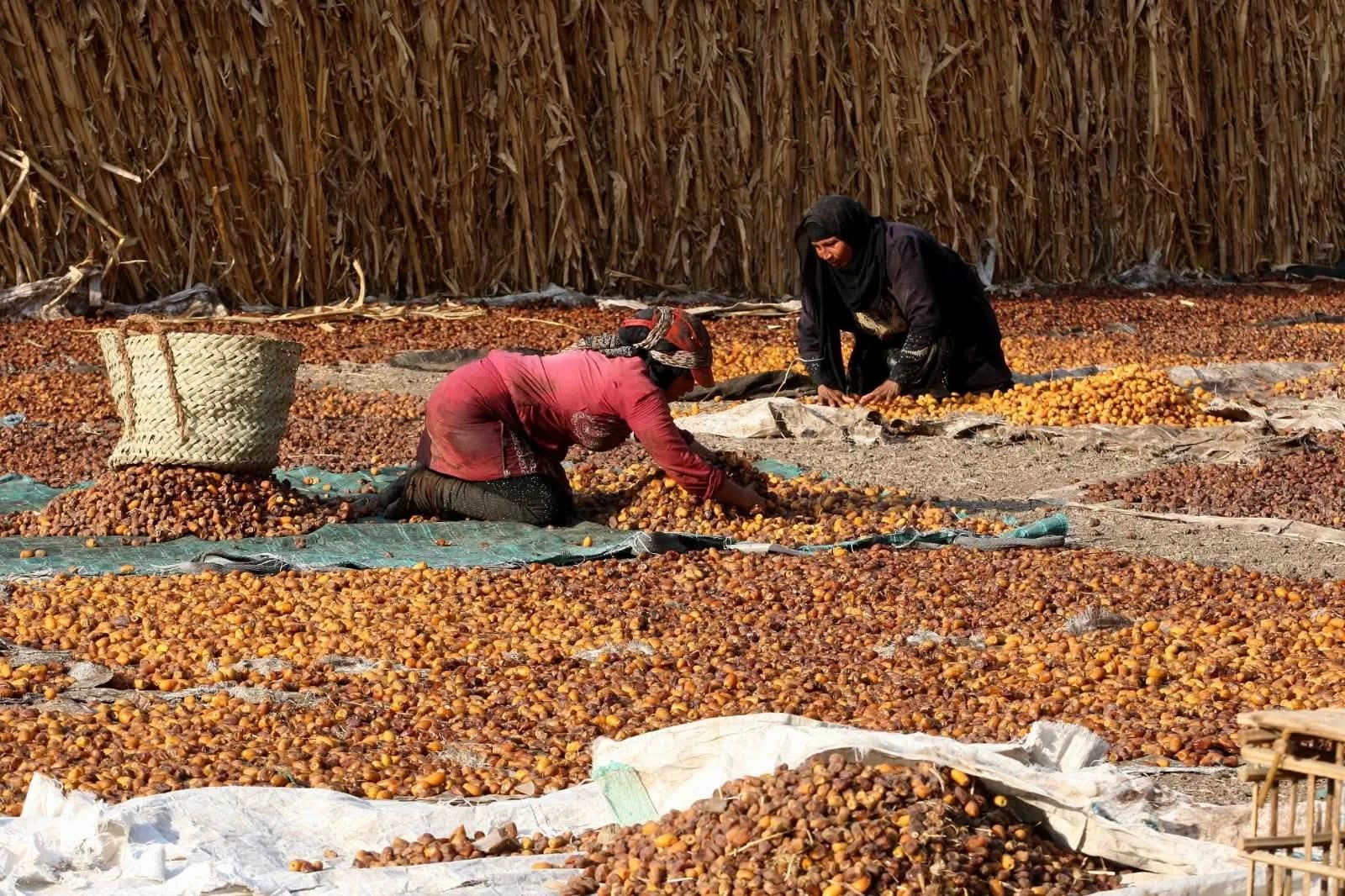 العجوة بـ60 جنيهًا.. أسعار البلح والتمر في سيوة ومرسى مطروح اليوم الأربعاء