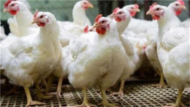 أسعار الفراخ البيضاء اليوم الأحد في بورصة الدواجن