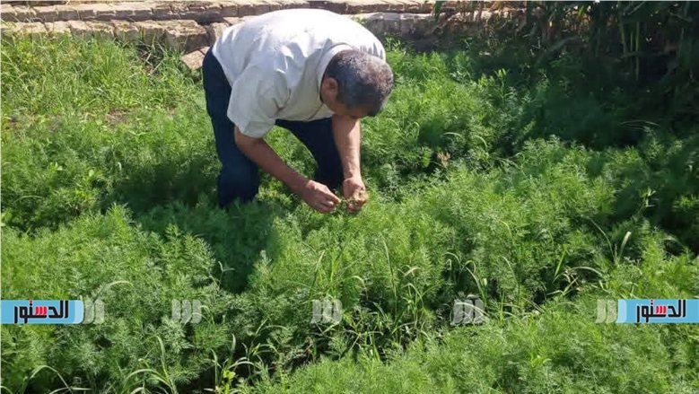 "الزراعة": فحص 300 ألف فدان سنويا من الأراضي المتدهورة.. وتطوير الري لـ400 ألف فدان