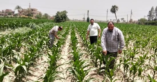 تعرف على جهود لمديرية الزراعة بالفيوم لتعزيز التنمية الزراعية المستدامة.. تفاصيل