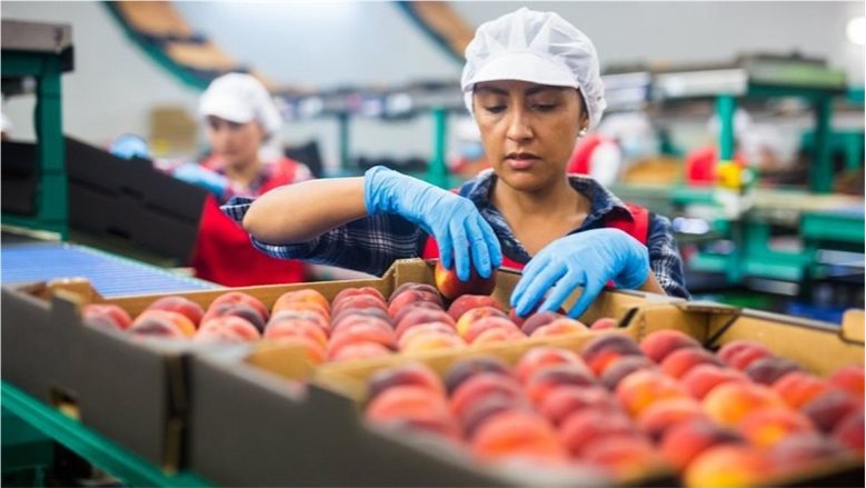 بزيادة 11.8%.. 3.5 مليار دولار صادرات مصر الزراعية خلال 7 أشهر من 2026