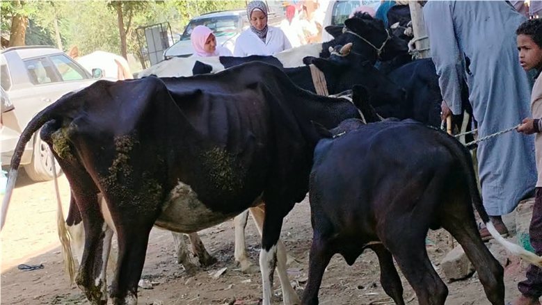 تقديم 2085 خدمة بيطرية بقافلة علاجية لدعم صغار المزارعين في أسوان