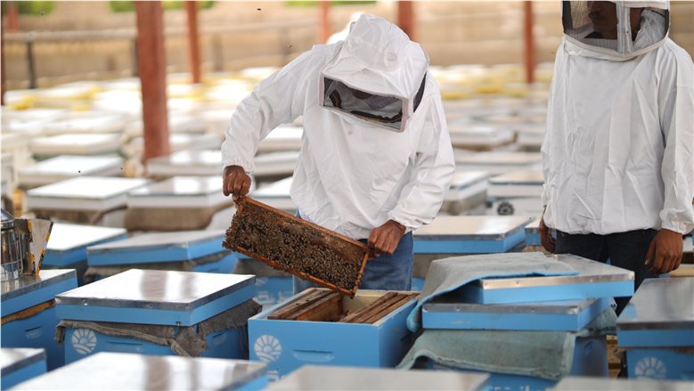 "مناحل مستقبل مصر".. رؤية متكاملة لتطوير إنتاج العسل وتعظيم الاستفادة من الموارد الزراعية