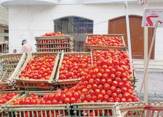 ارتفاع الطماطم والبصل.. أسعار الخضروات والفاكهة بأسواق المنيا اليوم