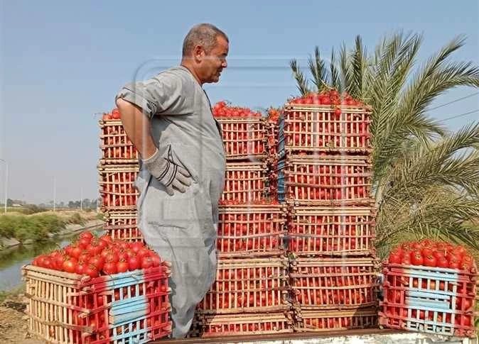«زراعة المنيا» توضح أسباب ارتفاع أسعار البصل والطماطم (تفاصيل)