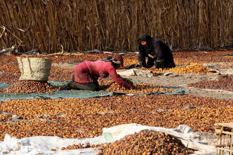 البلح السيوي يبدأ من 30 جنيهًا.. أسعار التمور اليوم في مطروح وسيوة